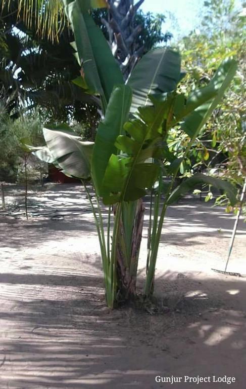 The Gunjur Project Lodge Bagian luar foto